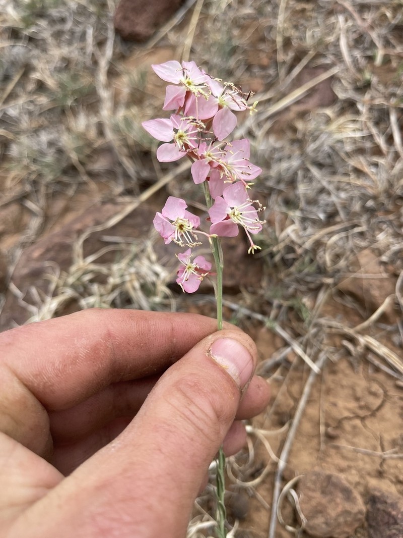 Trans-Pecos Beeblossom photo 8