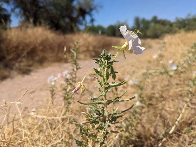 California Evening Primrose