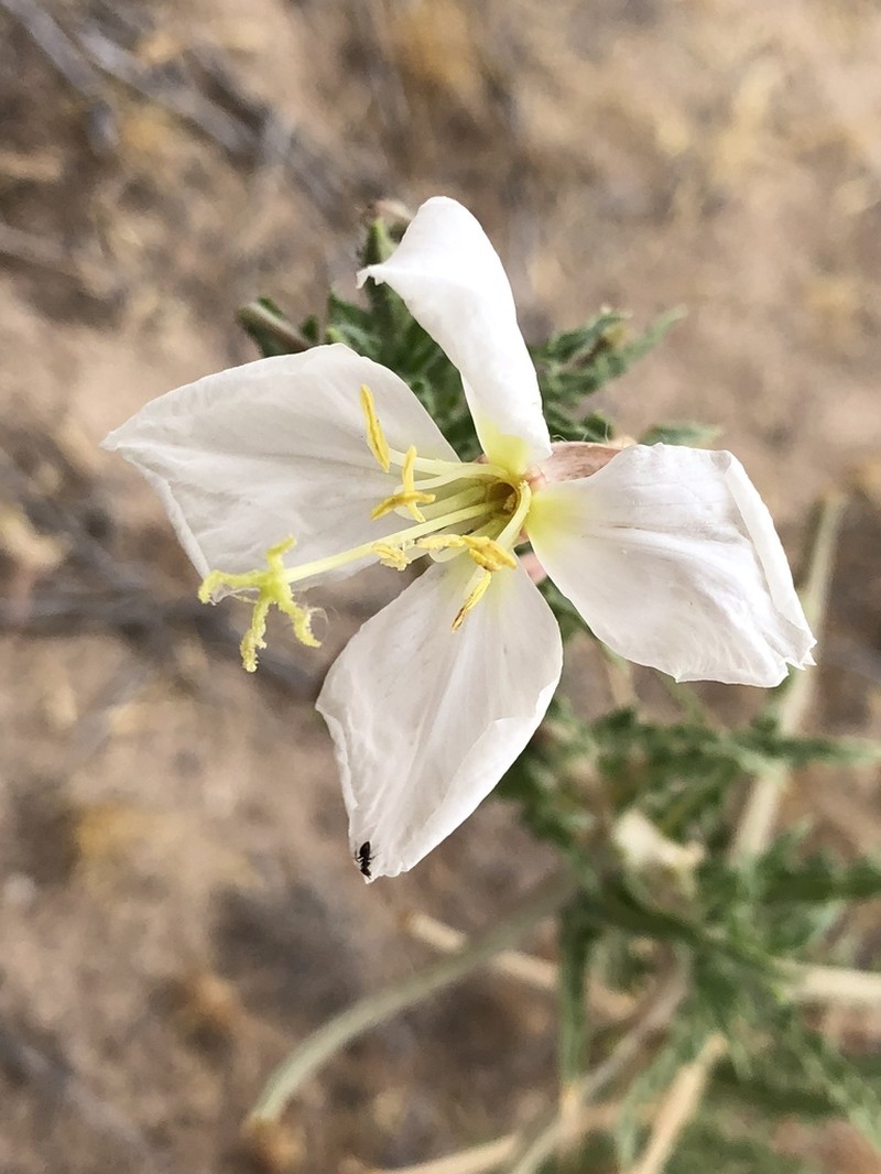 California Evening Primrose photo 2