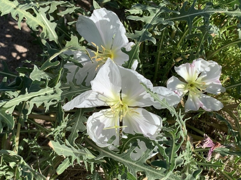California Evening Primrose photo 4