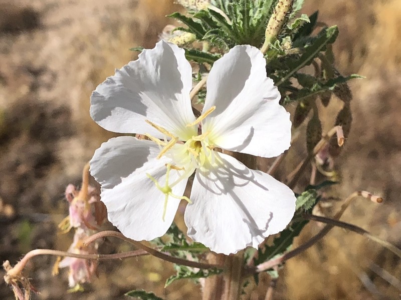 California Evening Primrose photo 5