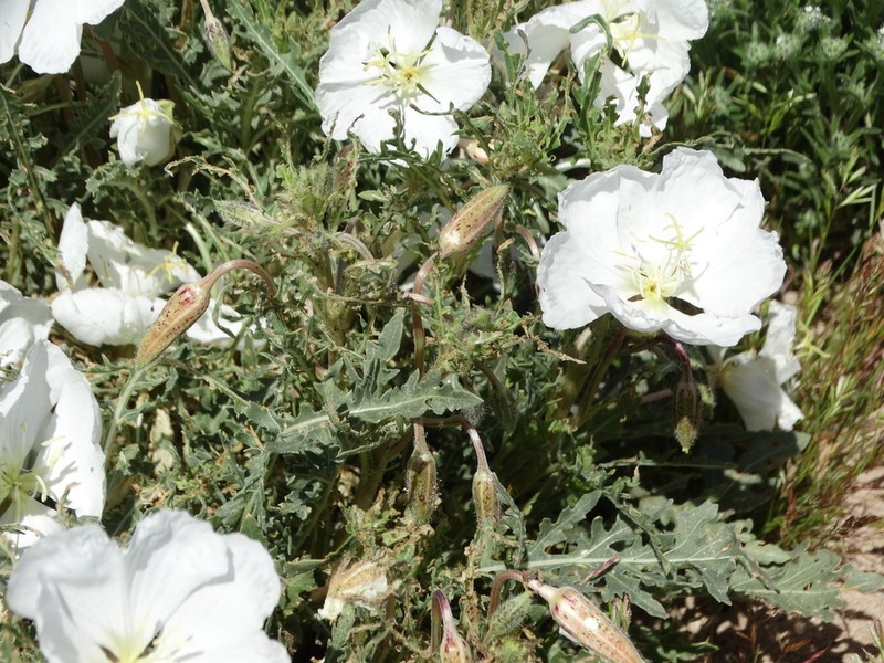 California Evening Primrose photo 6