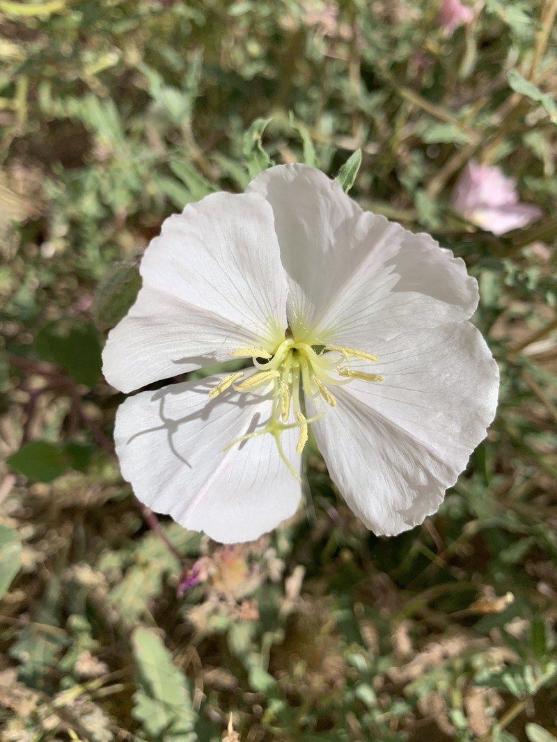 California Evening Primrose photo 8