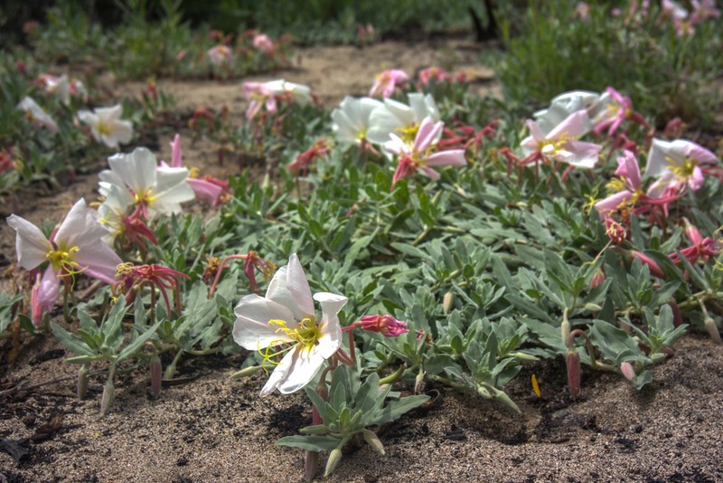 Oenothera avita
