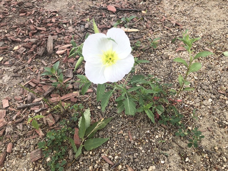 Oenothera avita photo 2