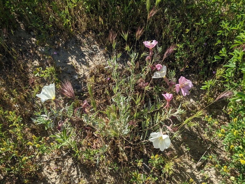 Oenothera avita photo 3