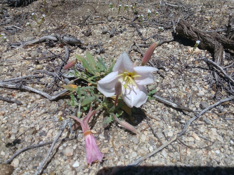 Oenothera avita photo 4