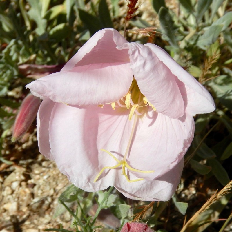 Oenothera avita photo 5