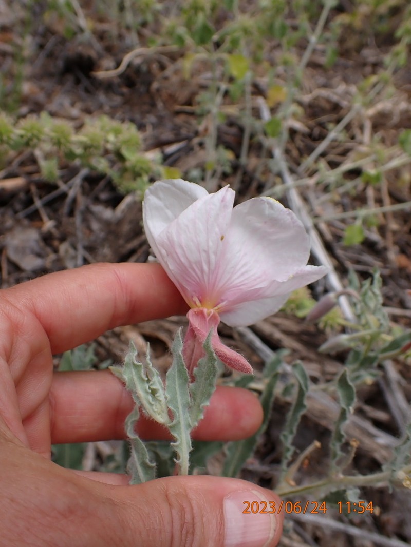 Oenothera avita photo 6