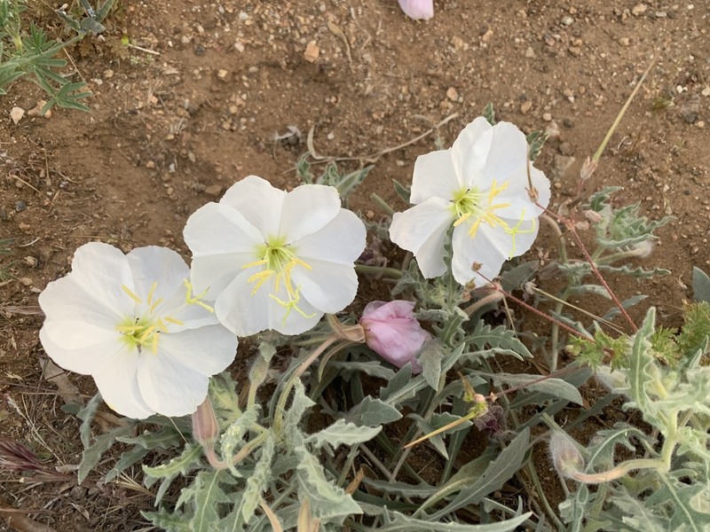 Oenothera avita photo 7