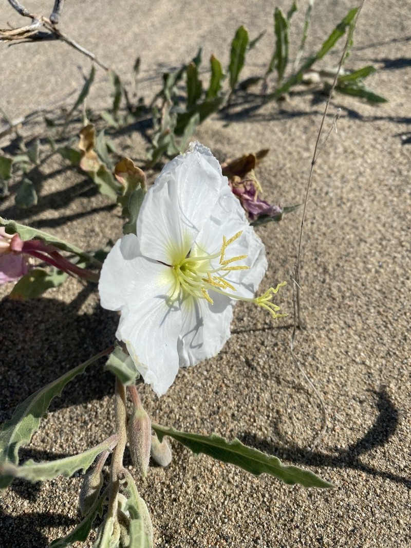 Oenothera avita photo 8