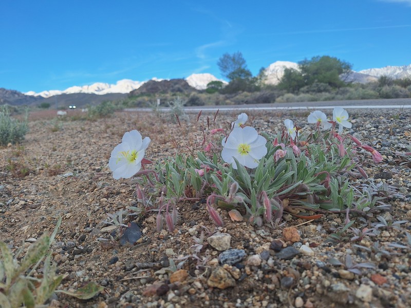 Oenothera avita subsp. avita