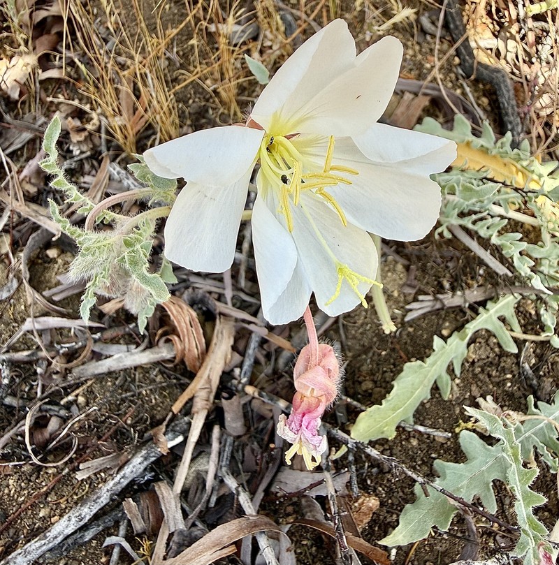 Oenothera avita subsp. avita photo 2