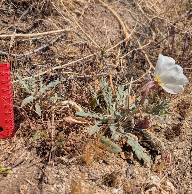 Oenothera avita subsp. avita photo 3