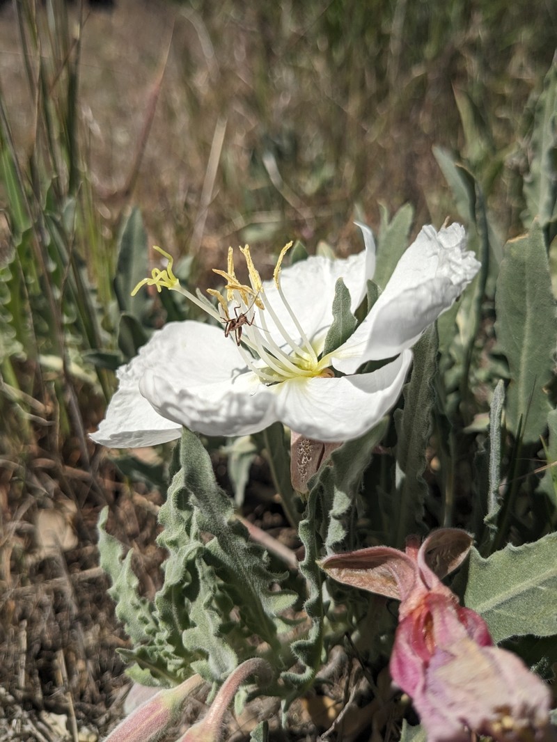 Oenothera avita subsp. avita photo 4
