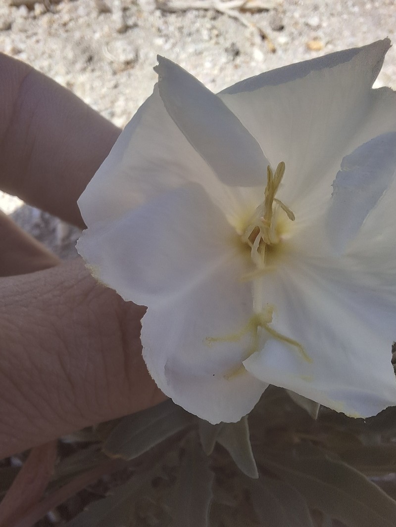 Oenothera avita subsp. avita photo 5
