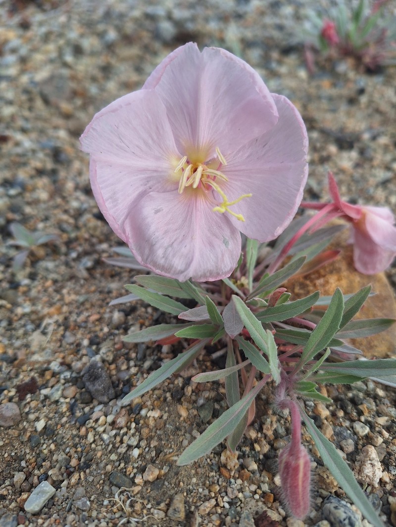 Oenothera avita subsp. avita photo 6