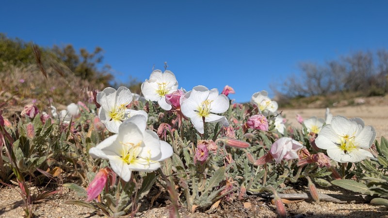 Oenothera avita subsp. avita photo 7