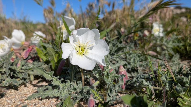 Oenothera avita subsp. avita photo 8