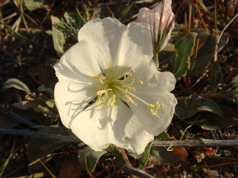 Oenothera avita subsp. californica