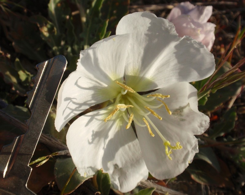 Oenothera avita subsp. californica photo 2