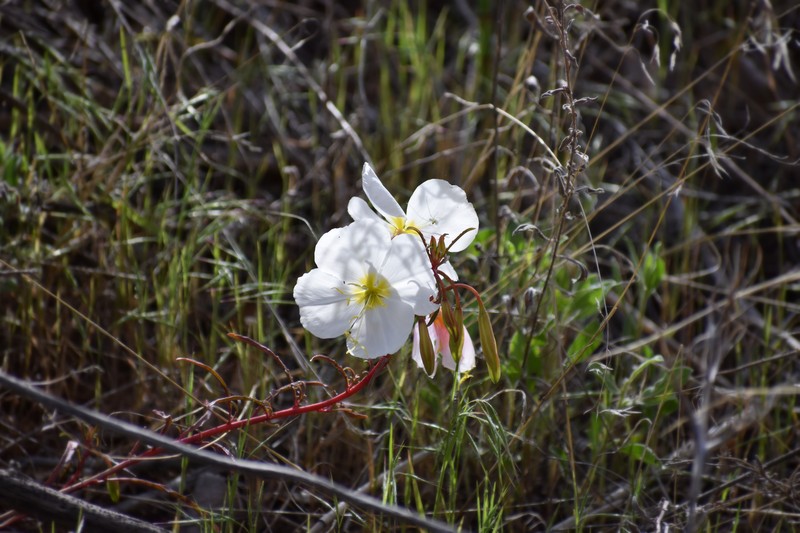 Oenothera avita subsp. californica photo 3