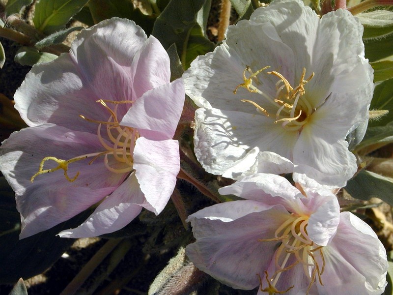 Oenothera avita subsp. californica photo 4