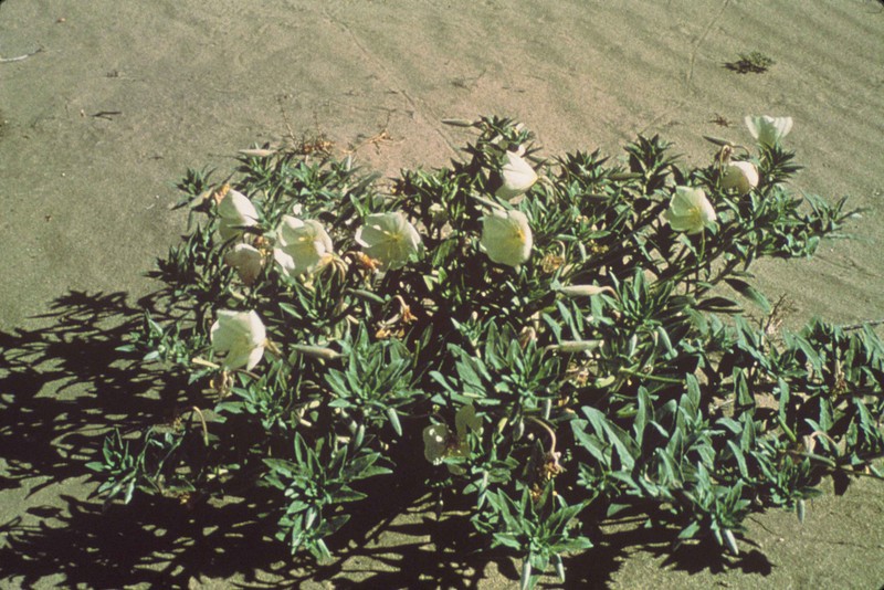 Oenothera avita subsp. californica photo 5