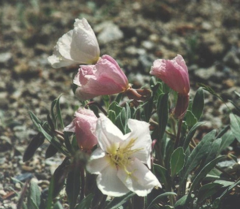 Oenothera avita subsp. californica photo 6
