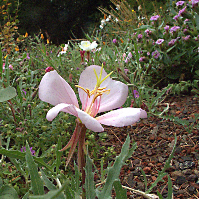 Oenothera avita subsp. californica photo 7