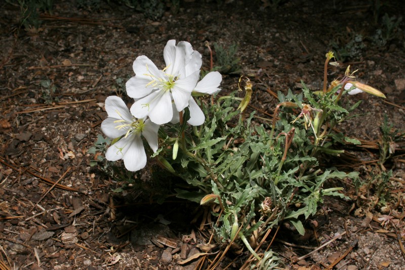 Oenothera avita subsp. californica photo 8