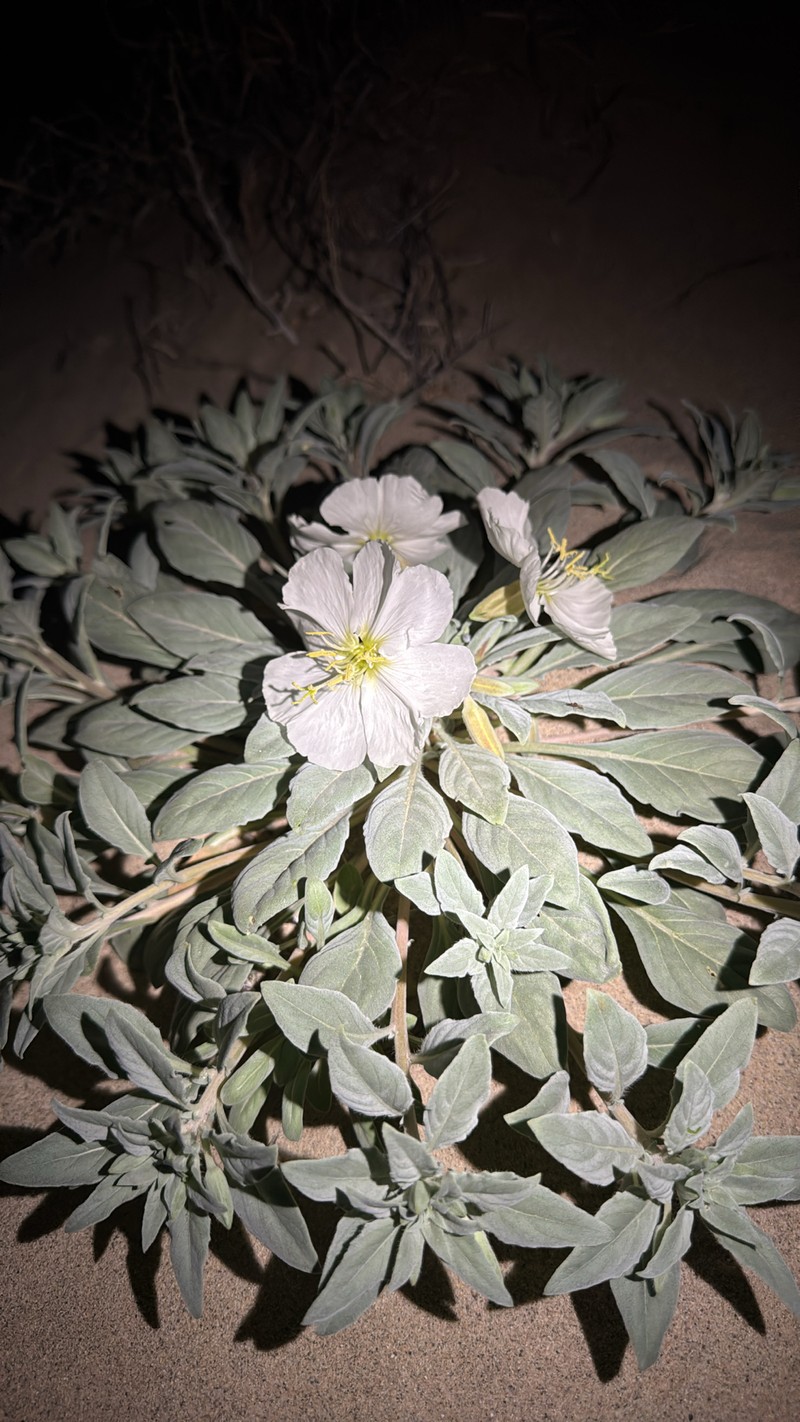 Oenothera avita subsp. eurekensis