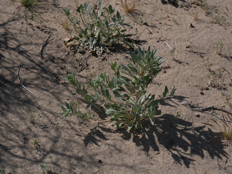Oenothera avita subsp. eurekensis photo 2