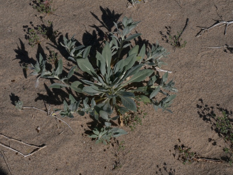 Oenothera avita subsp. eurekensis photo 3