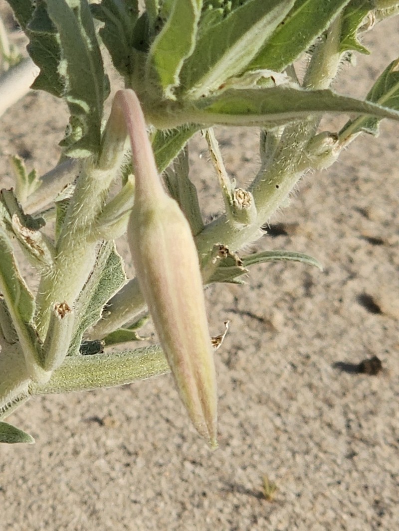 Oenothera avita subsp. eurekensis photo 4