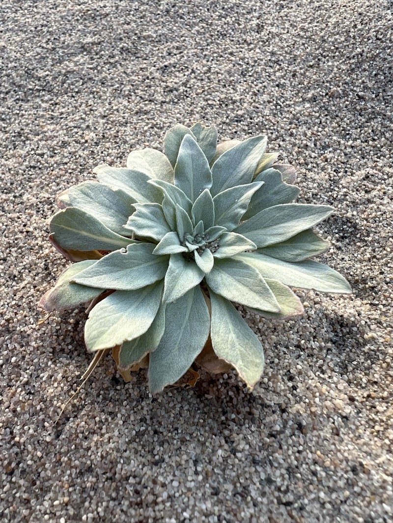 Oenothera avita subsp. eurekensis photo 5