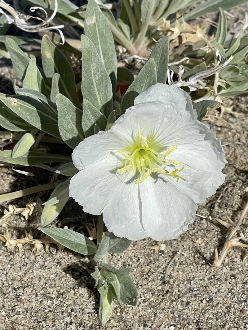 Oenothera avita subsp. eurekensis photo 6