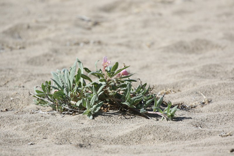 Oenothera avita subsp. eurekensis photo 7