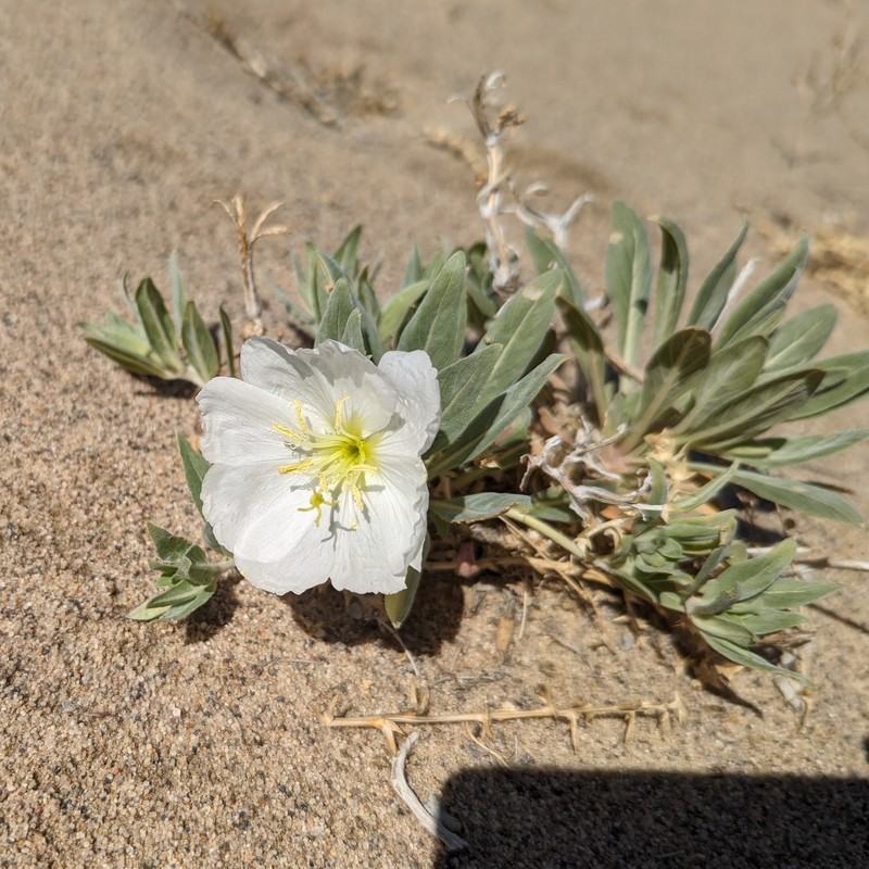 Oenothera avita subsp. eurekensis photo 8