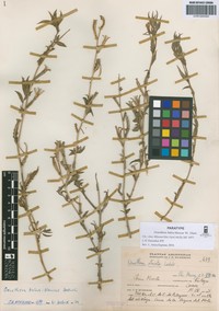 Oenothera bahia-blancae