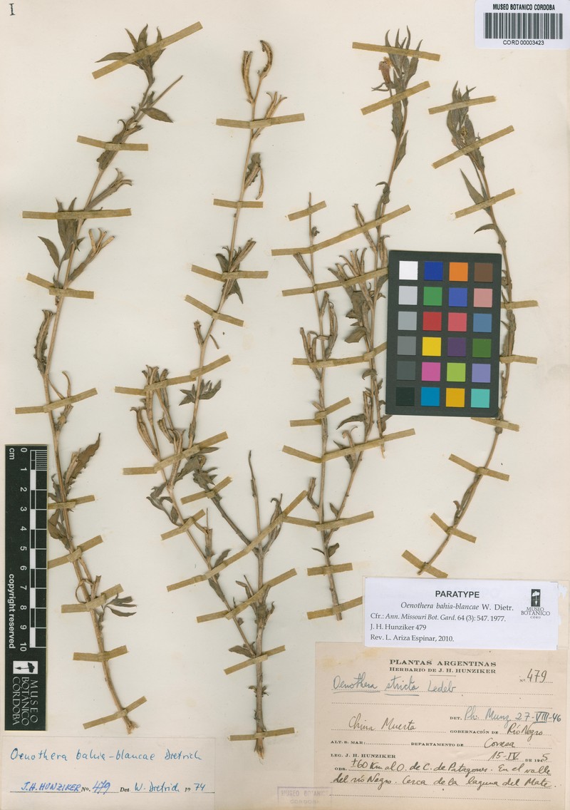 Oenothera bahia-blancae