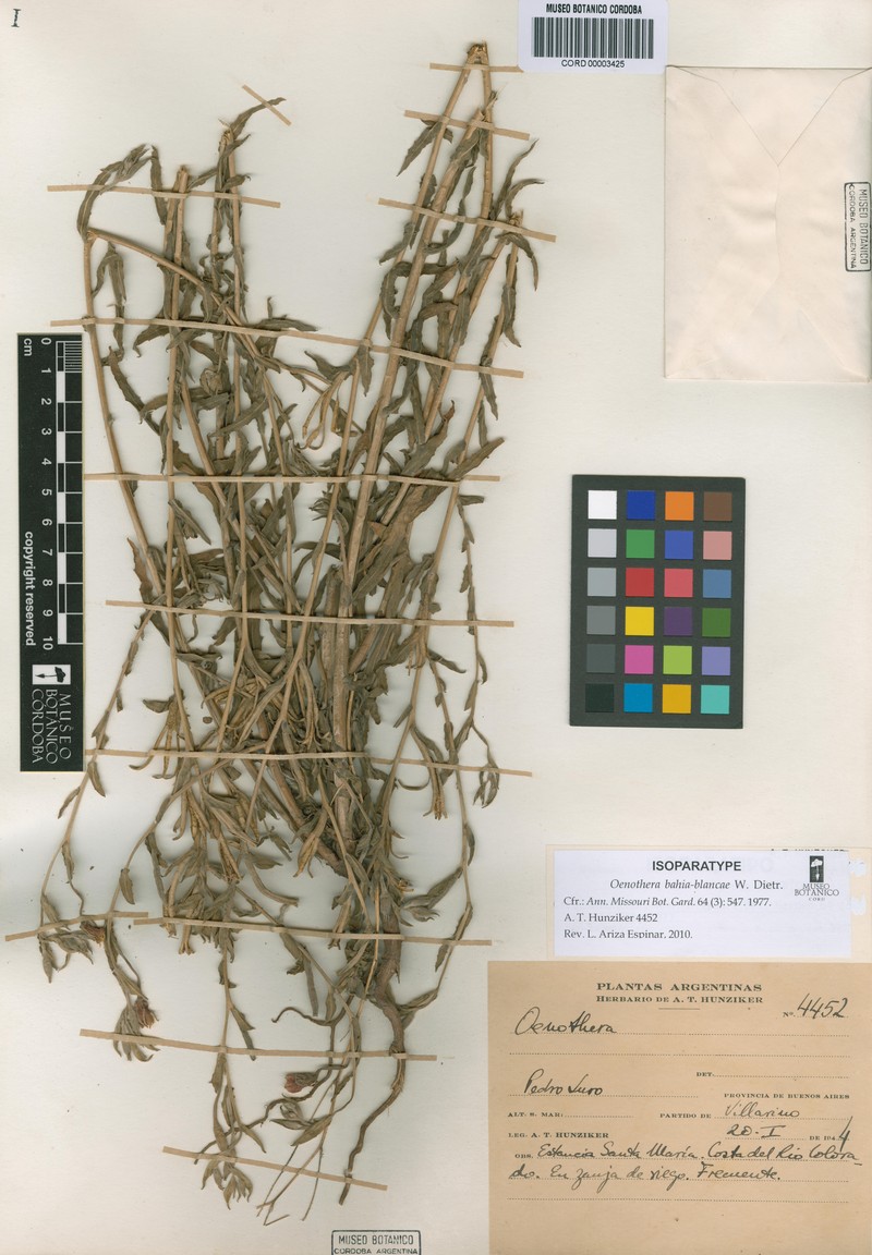 Oenothera bahia-blancae photo 2