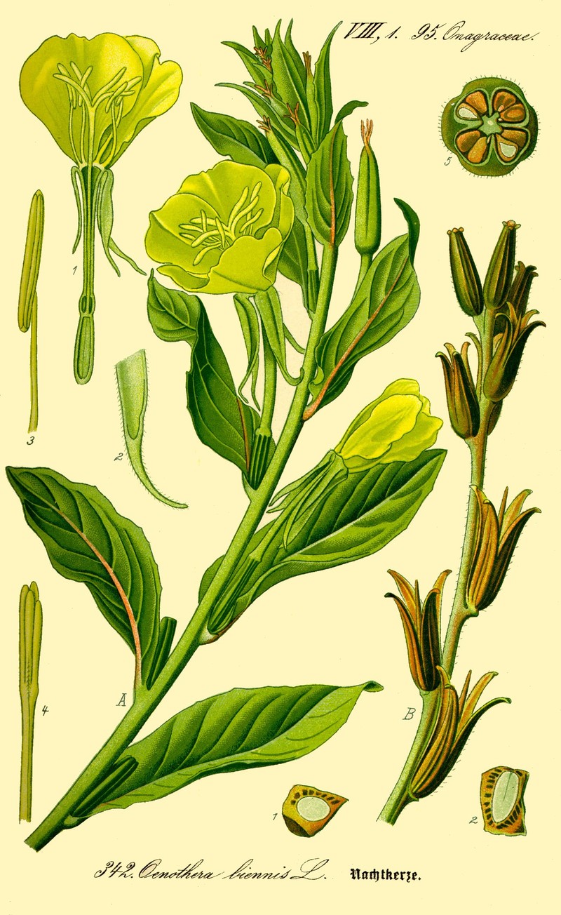Common Evening Primrose photo 2