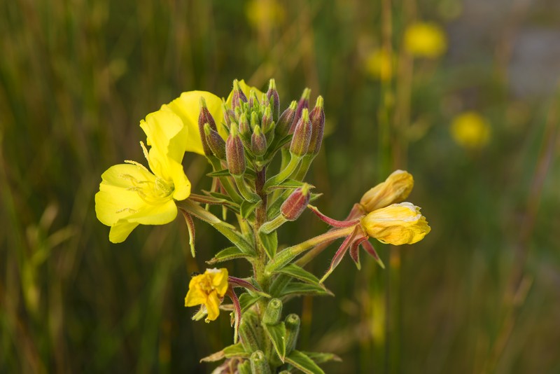 Common Evening Primrose