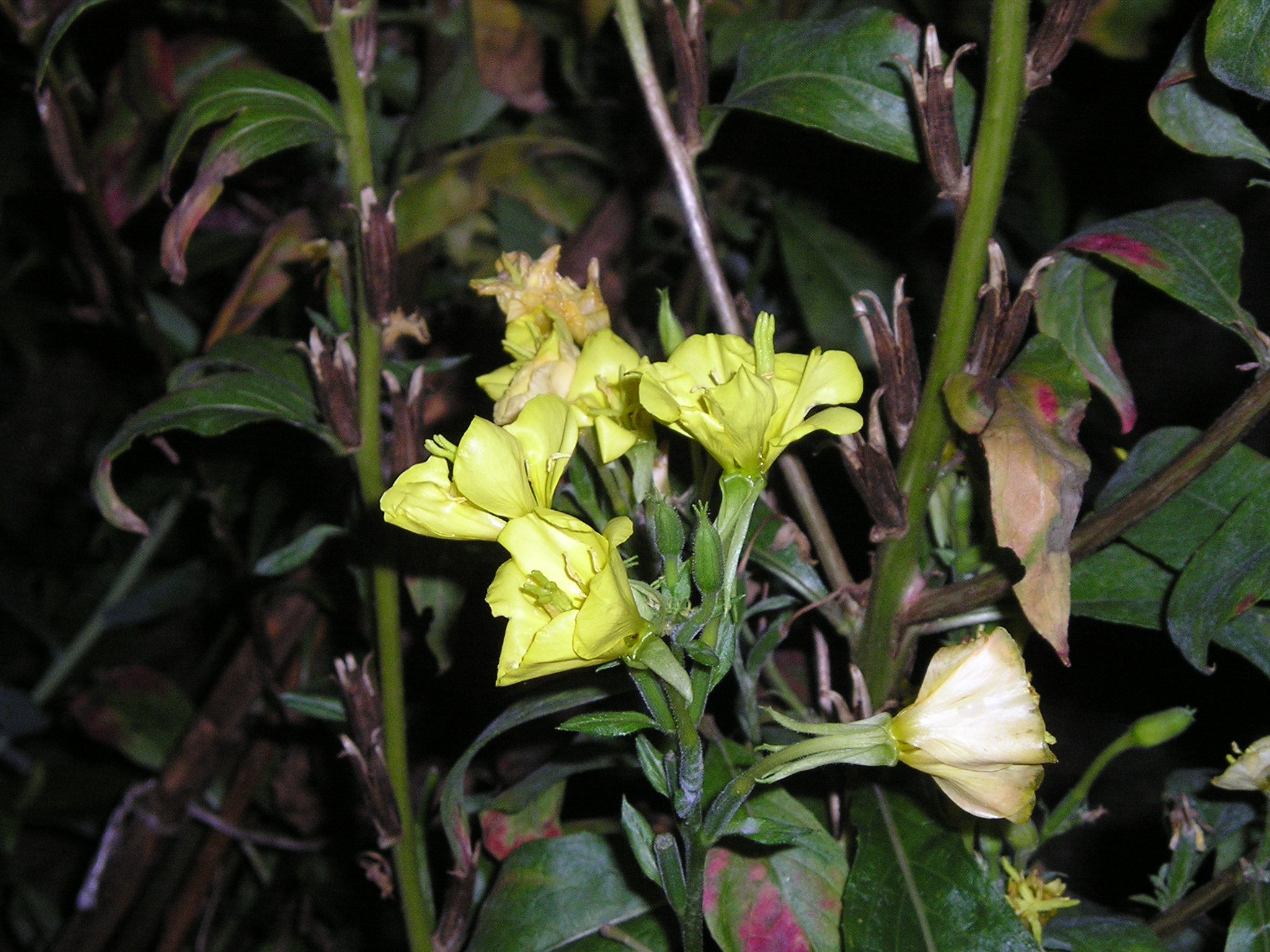 Common Evening Primrose photo 4