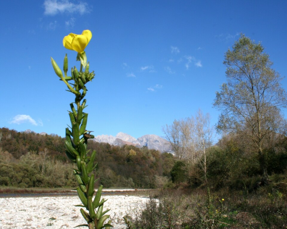 Common Evening Primrose photo 5