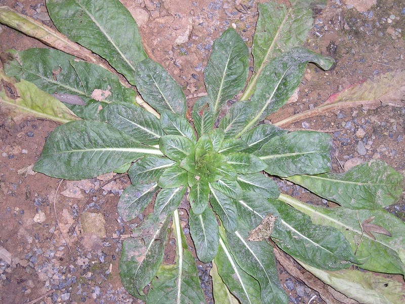 Common Evening Primrose photo 7