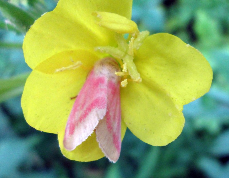 Common Evening Primrose photo 7