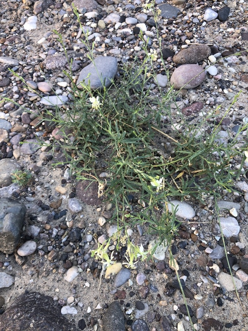 Rio Grande Beeblossom photo 2