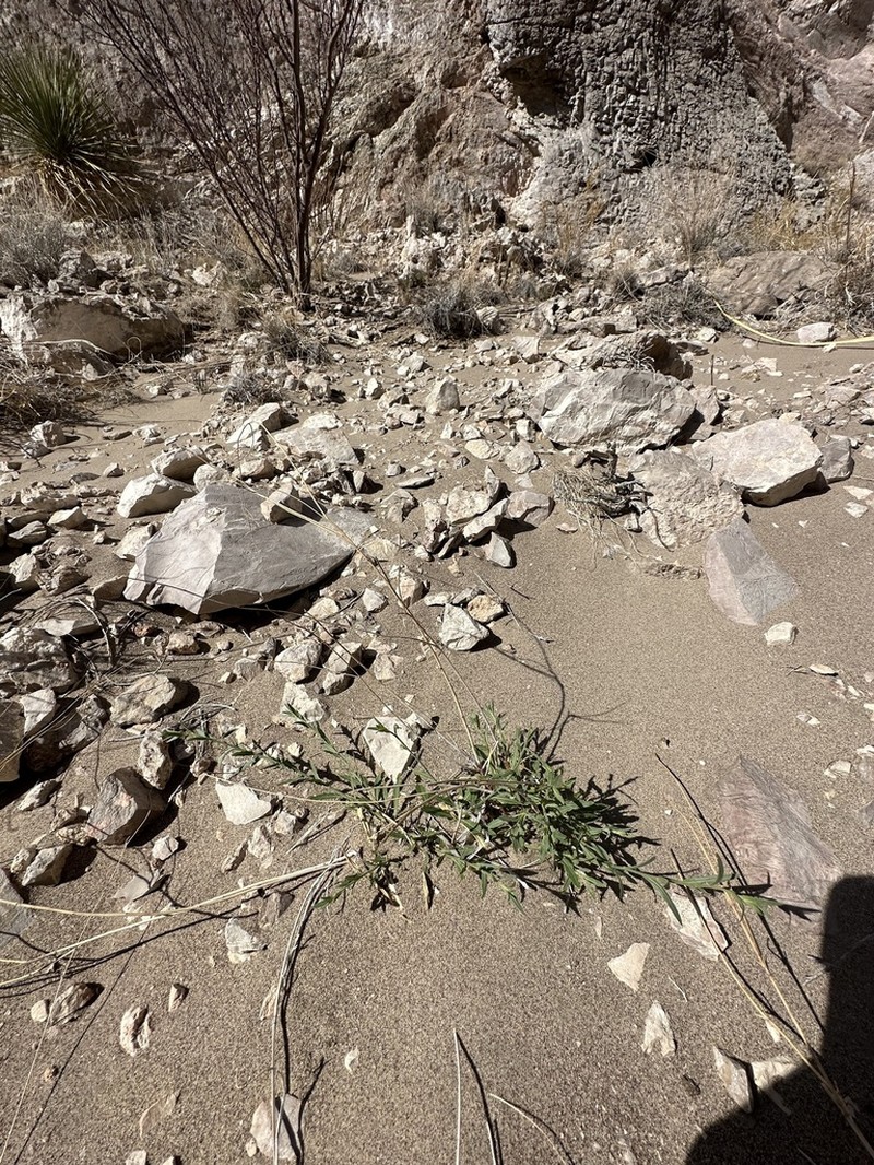 Rio Grande Beeblossom photo 3